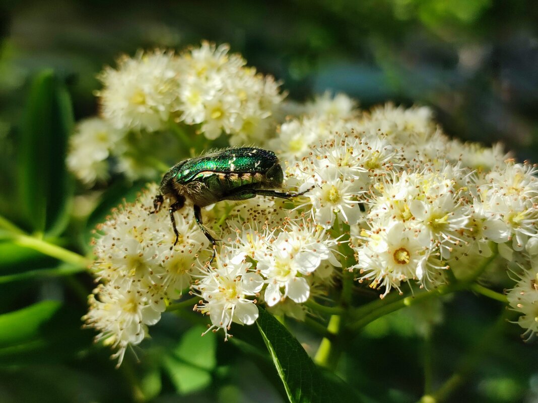 Жук на цветущей рябине - Валентина Богатко Жук на цветущей рябине - Валентина Богатко