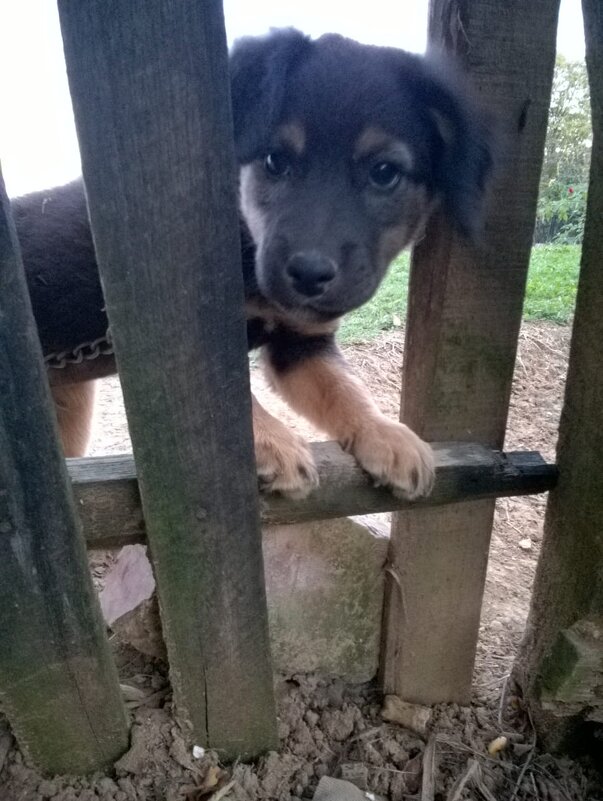 Я сторожу - Ольга Лебедева (Беловласова)