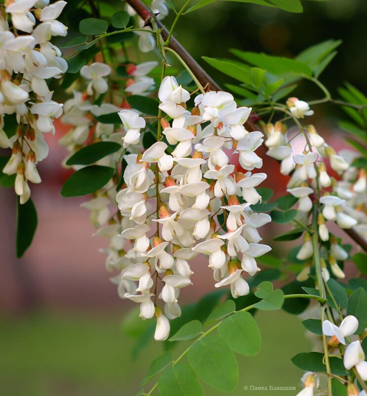 Акация белая - Pavel Blashkin Акация белая - Pavel Blashkin