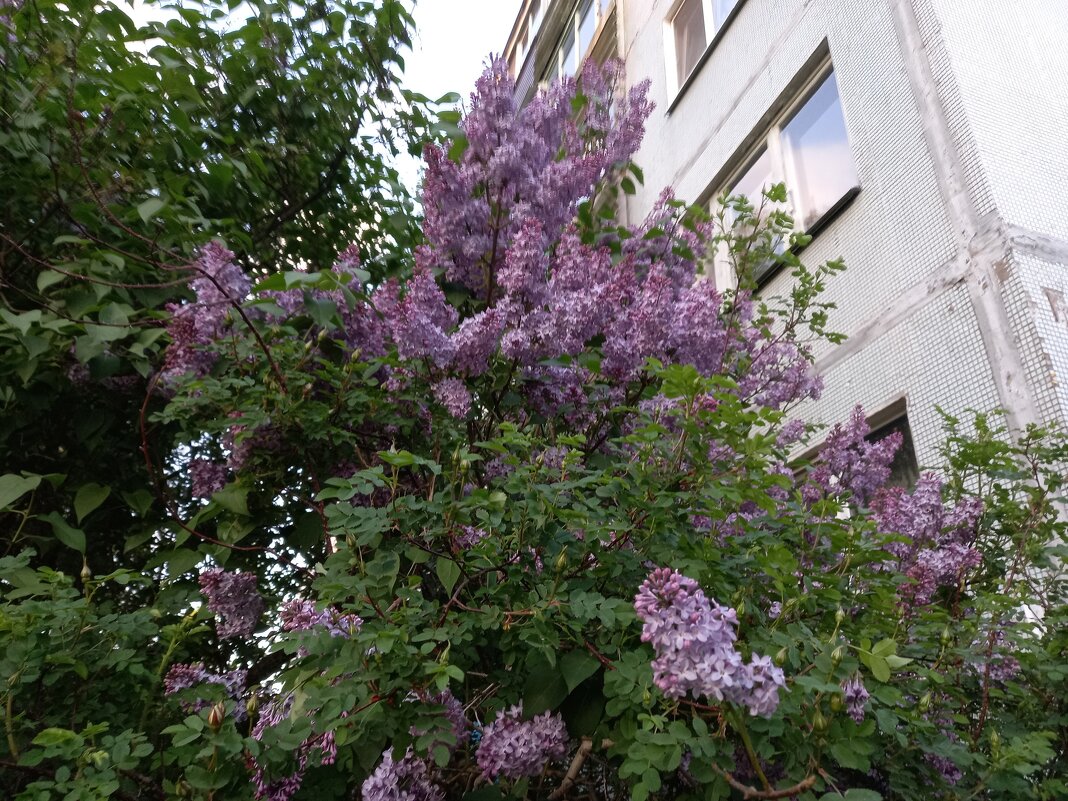 Городская сирень - BoxerMak Mak