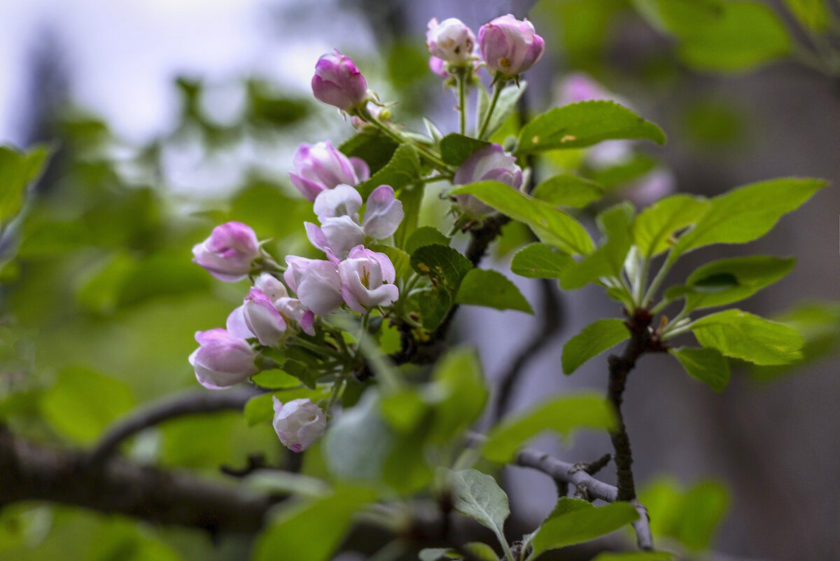 Цветущий май - LudMila 