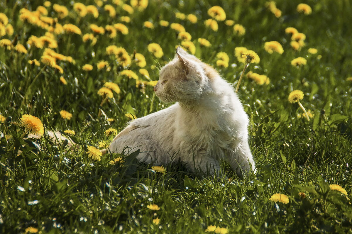 В одуванчиковом раю - Елена Пономарева