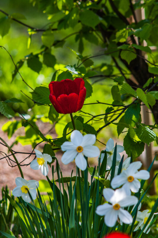 Тюльпан - Анатолий Нецепляев