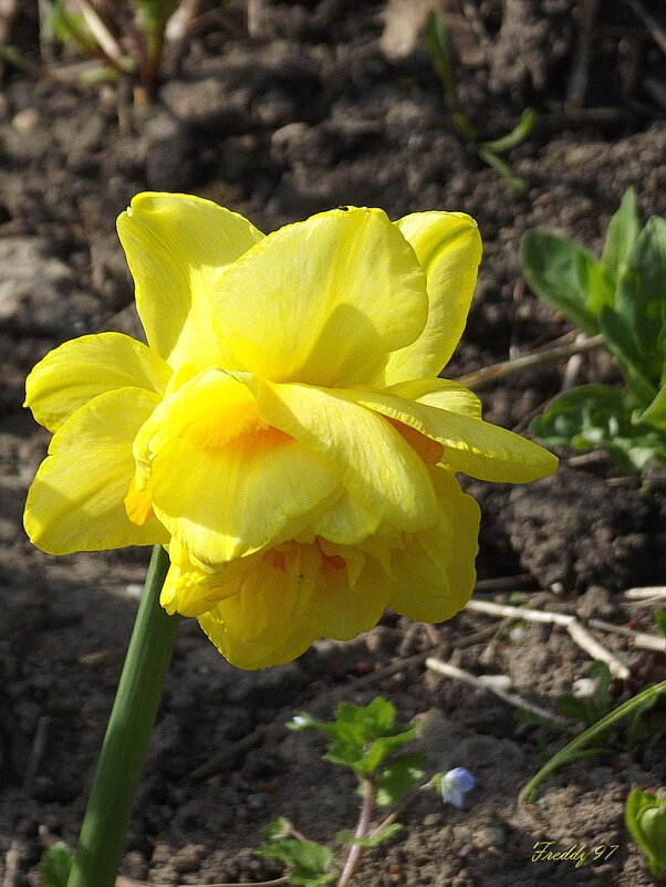 Нарцисс - Freddy 97