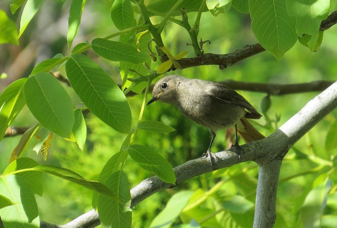 Среди листвы в тенёчке ))) 4 - Natali 