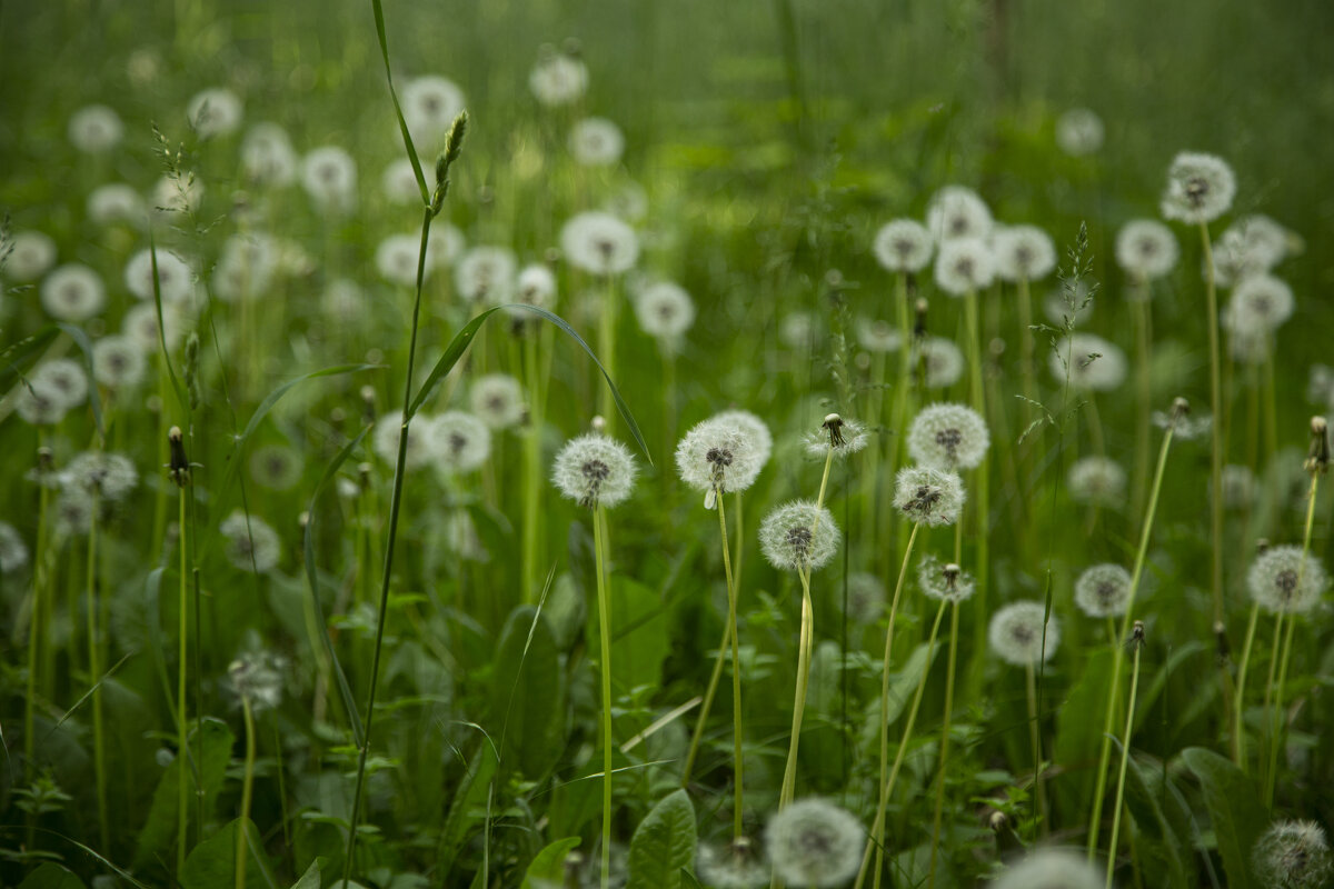 *** - Яна Горбунова