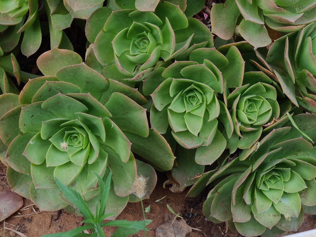 Эониум или *каменная роза " - Светлана Хращевская