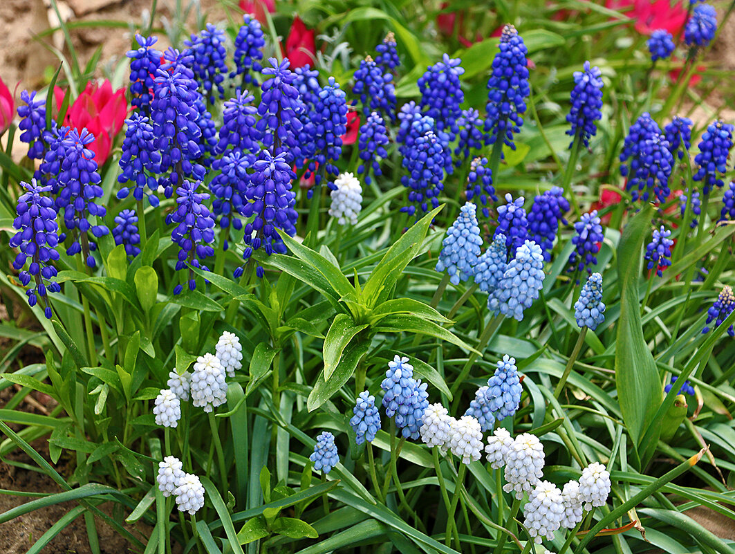 Разноцветные мускарики - Светлана 