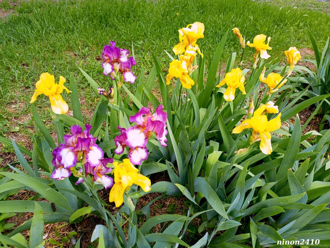 Ирисы - Нина Бутко Ирисы - Нина Бутко