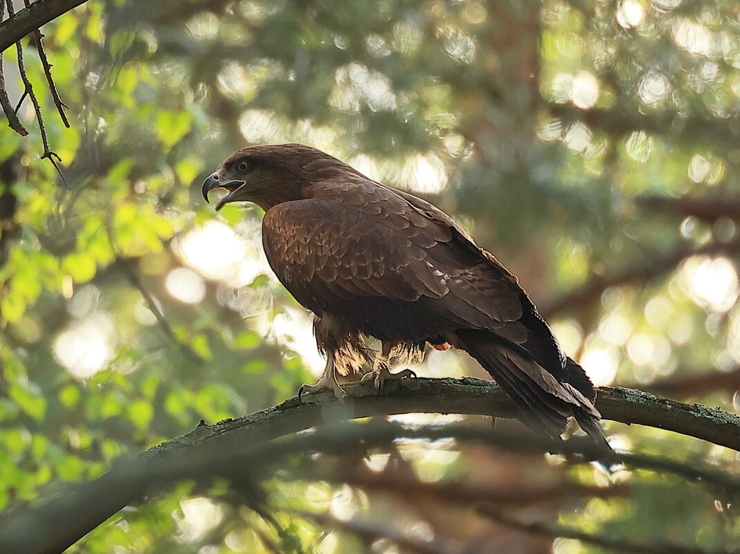 Однажды вечером - Владилен Панченко Однажды вечером - Владилен Панченко