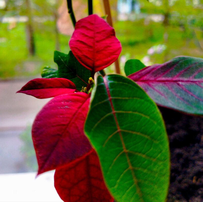 Рождественская звезда. - Галина Бобкина