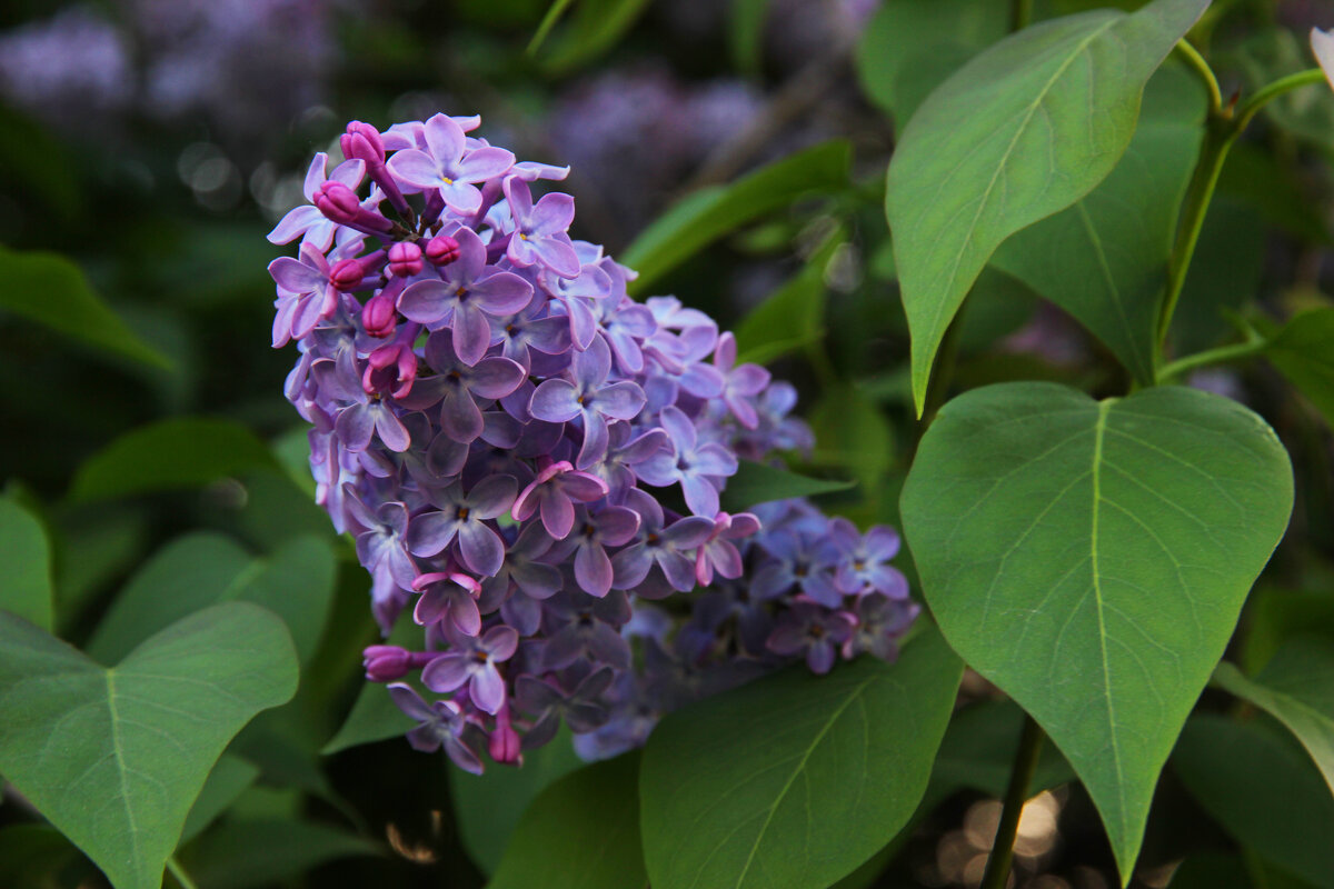 Весенние цвета - Влад Платов
