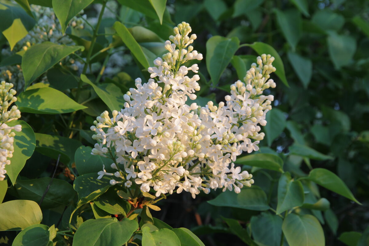 Чистота - Влад Платов