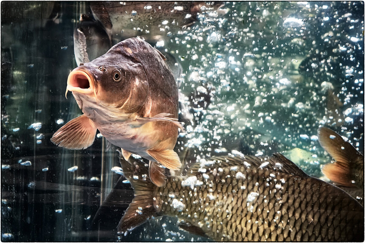 Мы заблудились в ваших водах! - Анатолий ИМХО Мы заблудились в ваших водах! - Анатолий ИМХО