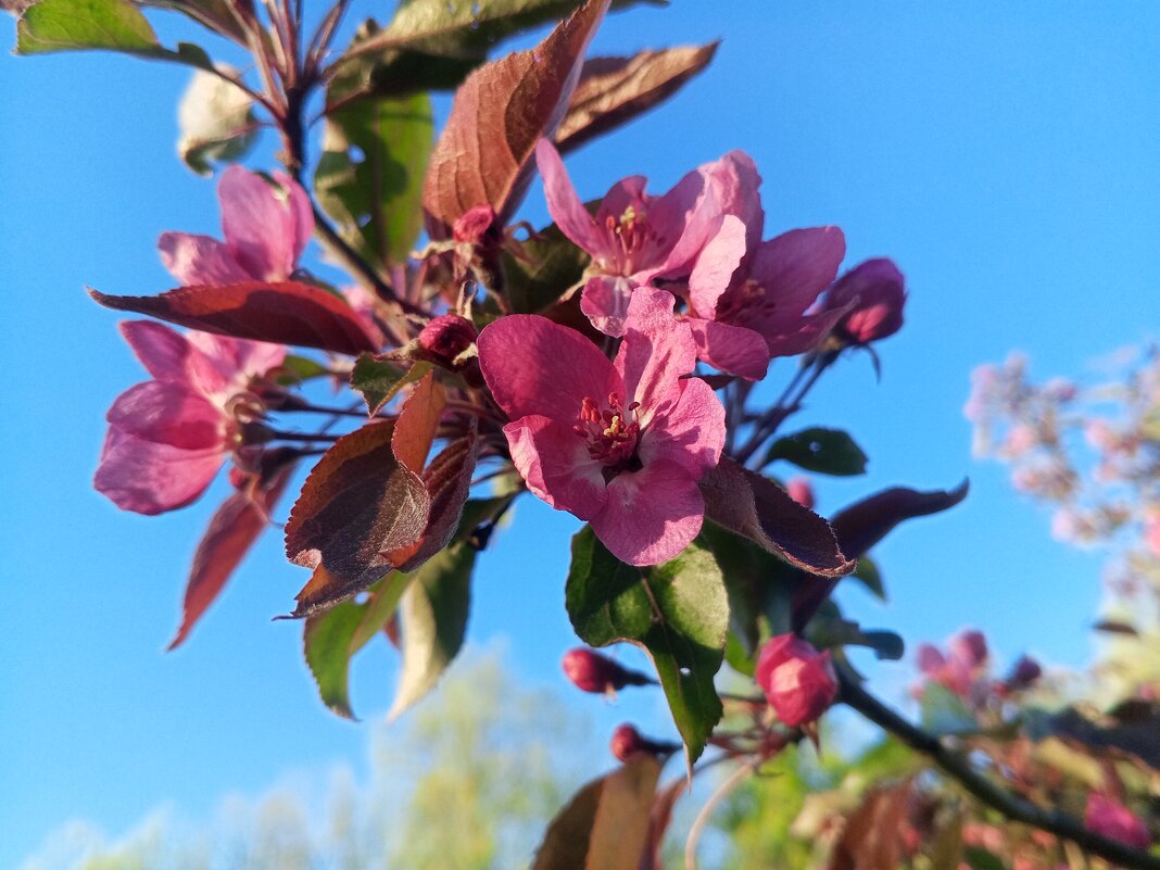 Яблоня - Сапсан 