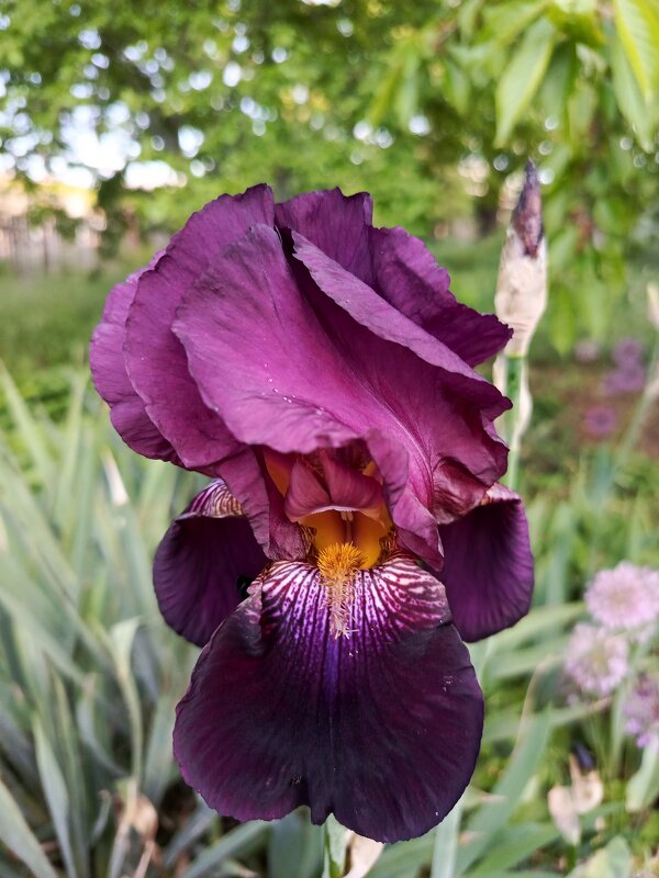 Ирис - Татьяна Пальчикова Ирис - Татьяна Пальчикова