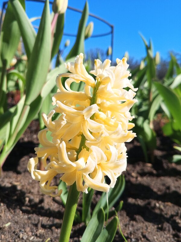 Гиацинт - Сапсан 