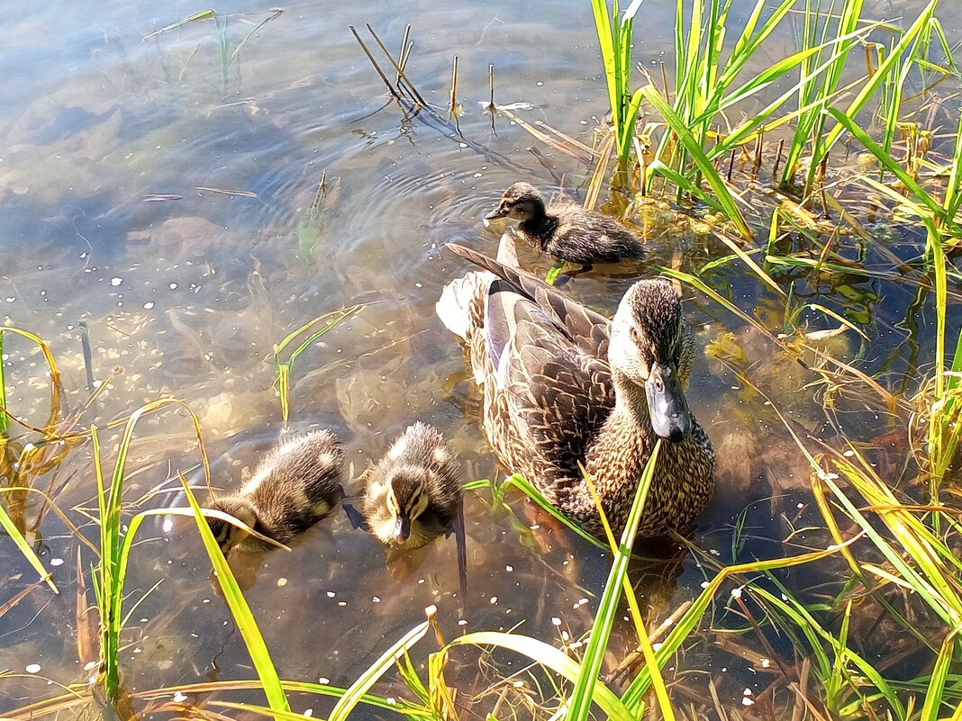 Утята - Сапсан 