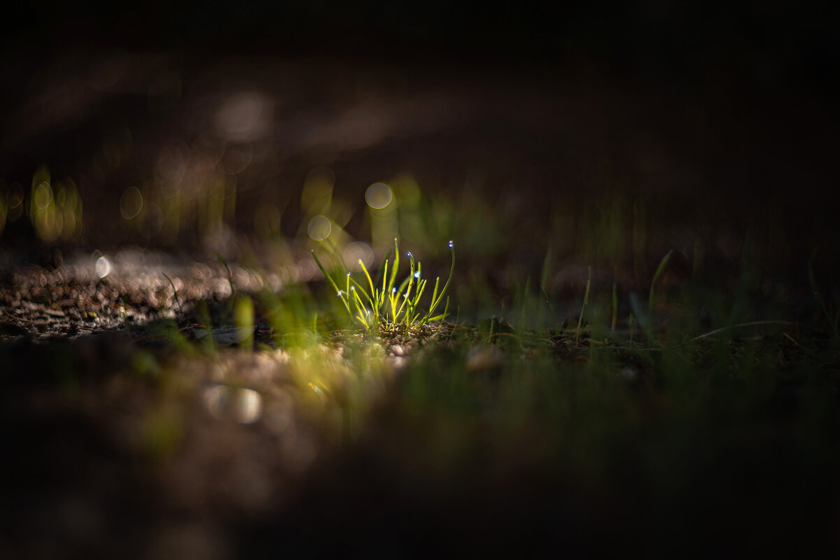 В бескрайнем космосе октябрьской росы. - Анатолий Щербак