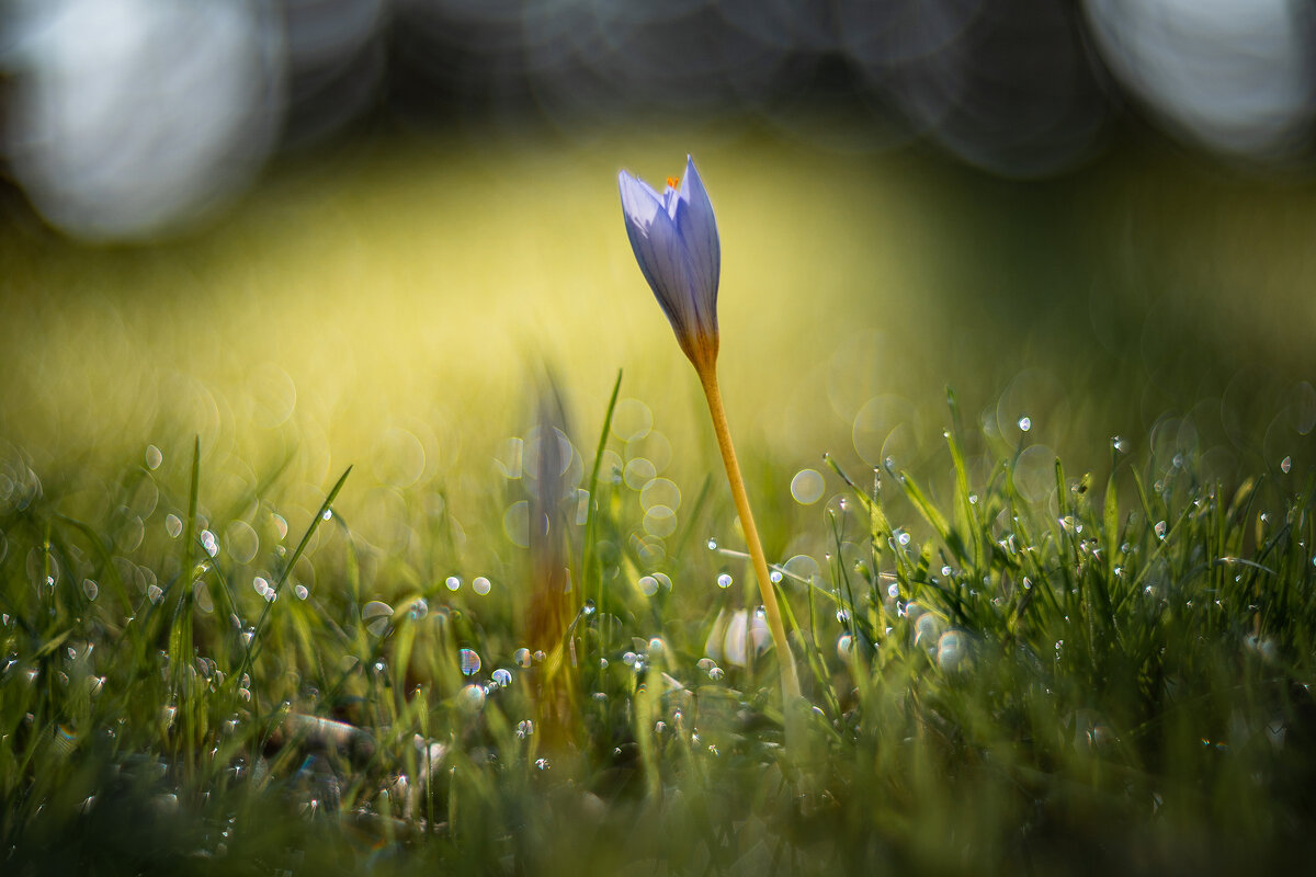 Триумф осенней жизни. - Анатолий Щербак
