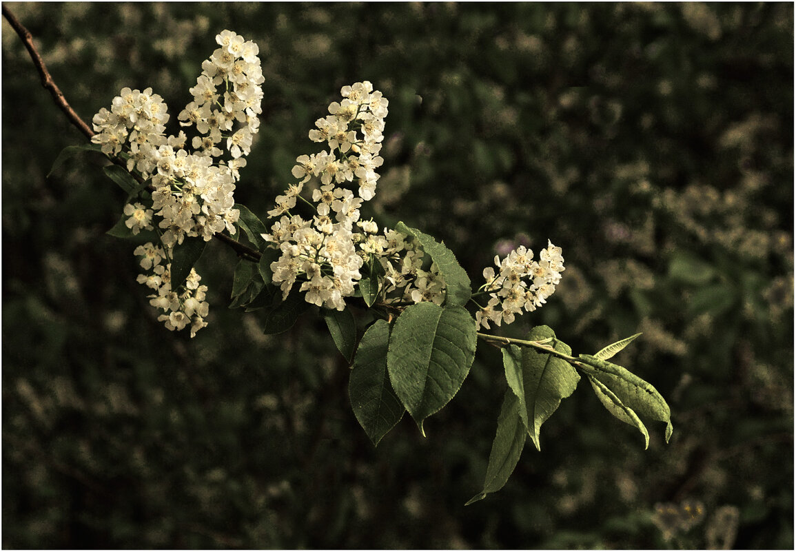 Черёмуха расцвела - Валентин Котляров