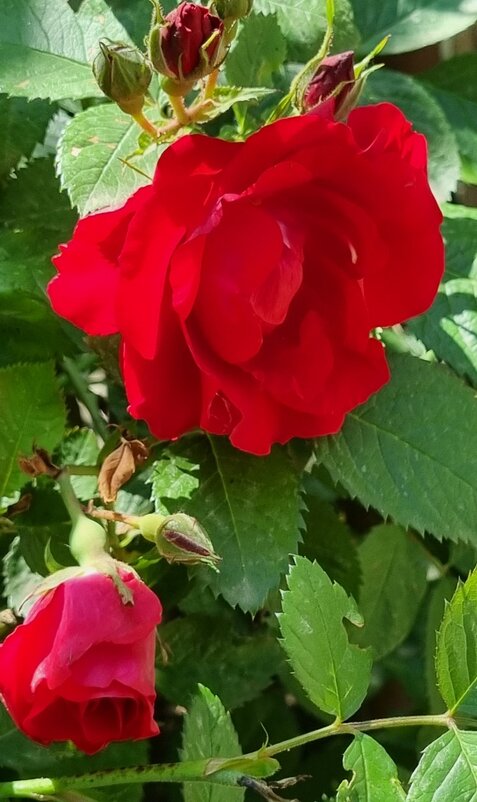 Начало цветения... - Наталья Начало цветения... - Наталья