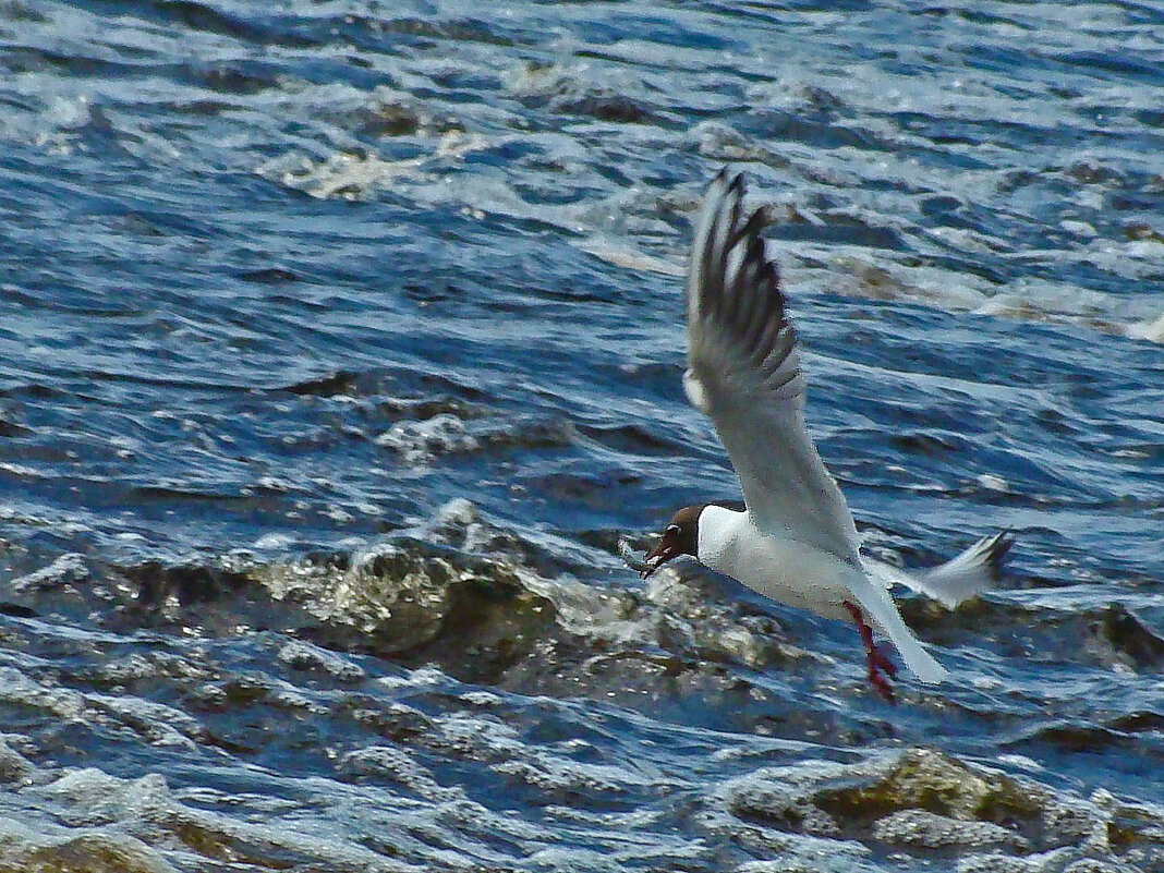 озерная чайка - gawrilа - dan