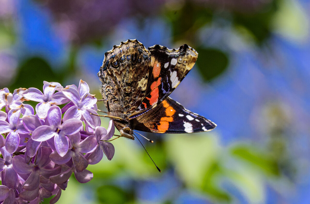 * - Осень * - Осень