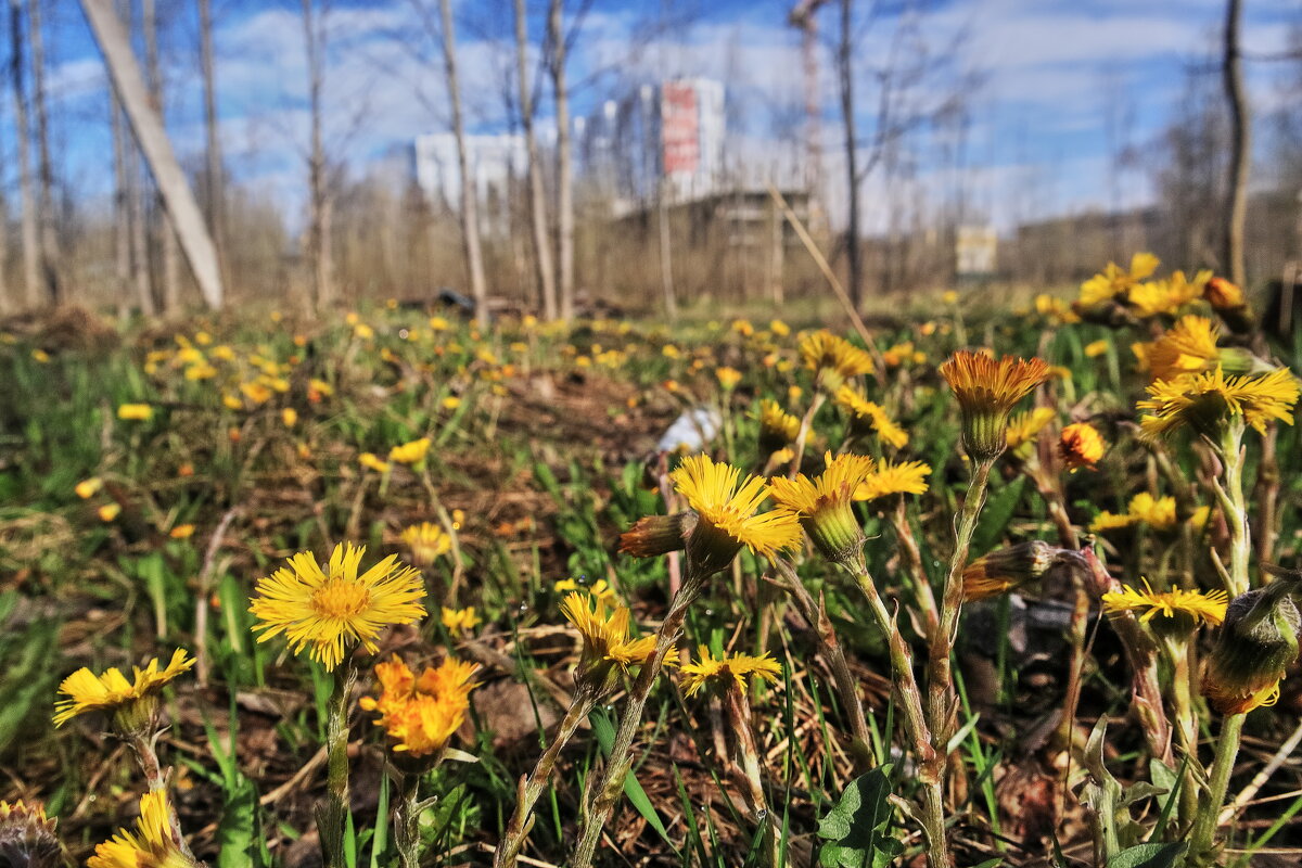 Май...Первоцветы на пустыре! - Владимир 