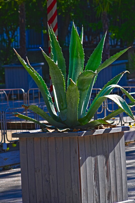 Агава - Giant Tao / Агава - Giant Tao /