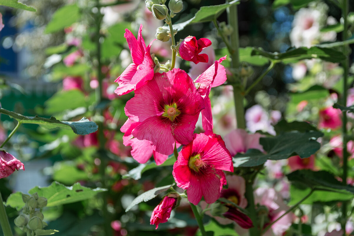 *** - Виктор Иванович Чернюк *** - Виктор Иванович Чернюк