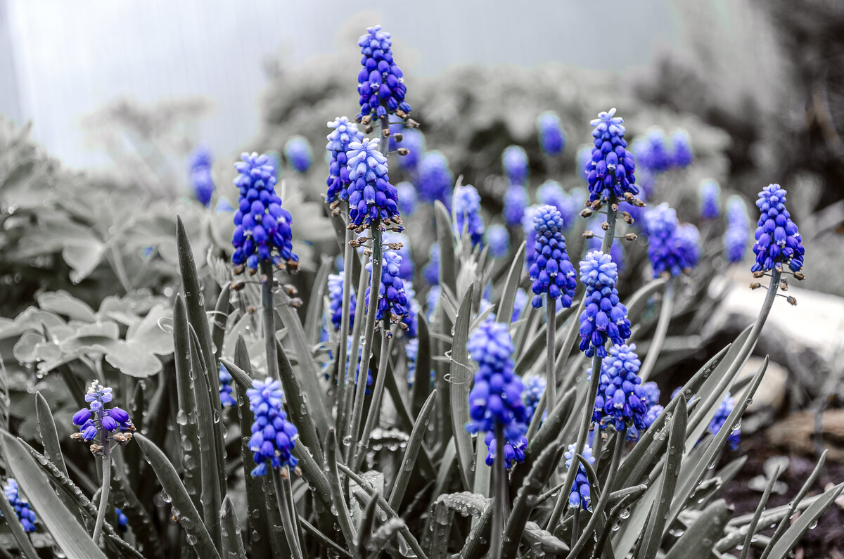 Гадючий лук - Андрей Щетинин Гадючий лук - Андрей Щетинин