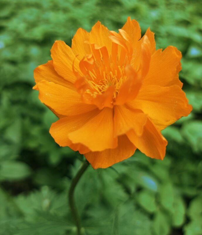 Рано утром - veilins veilins Рано утром - veilins veilins