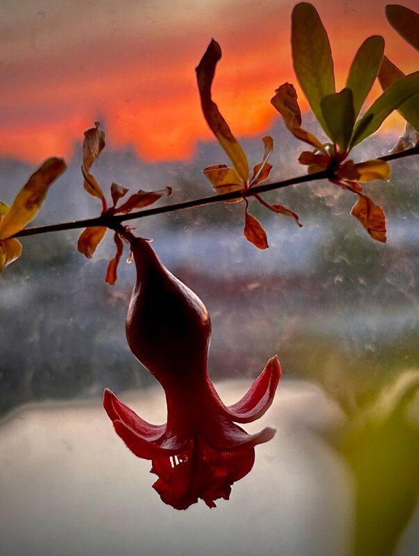 И гранат наливается...)) - Вера (makivera)