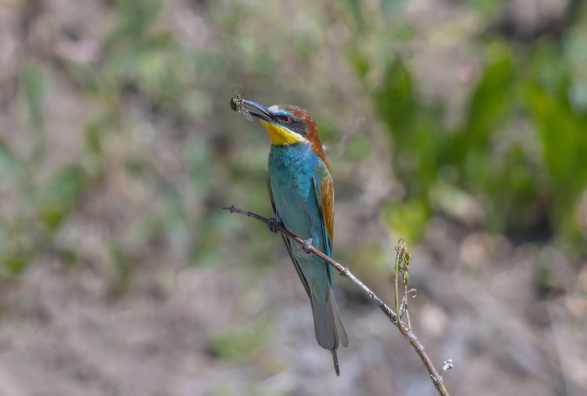 золотистые щурки - юрий макаров золотистые щурки - юрий макаров