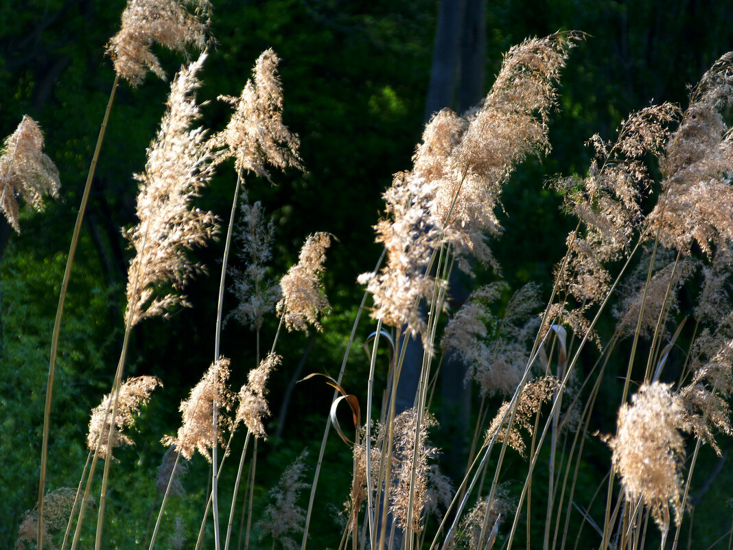Шумел камыш - Валентин Семчишин Шумел камыш - Валентин Семчишин