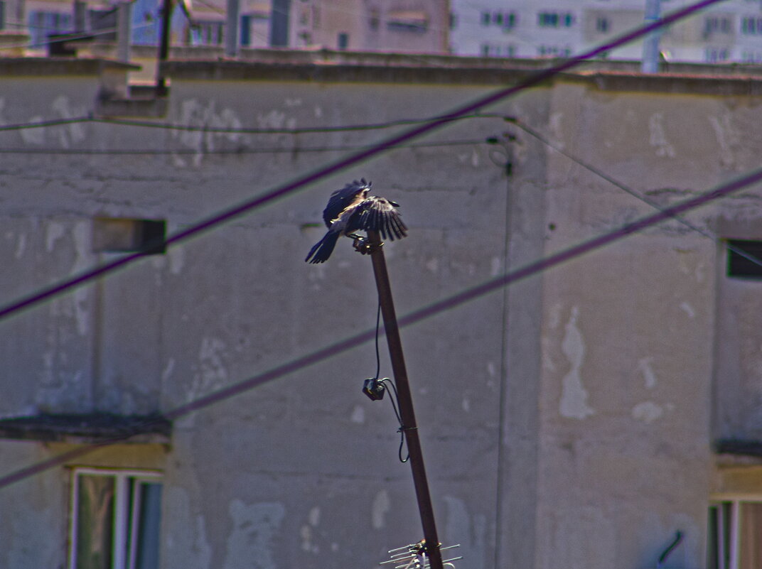 Закрылки выпущены - Giant Tao / Закрылки выпущены - Giant Tao /