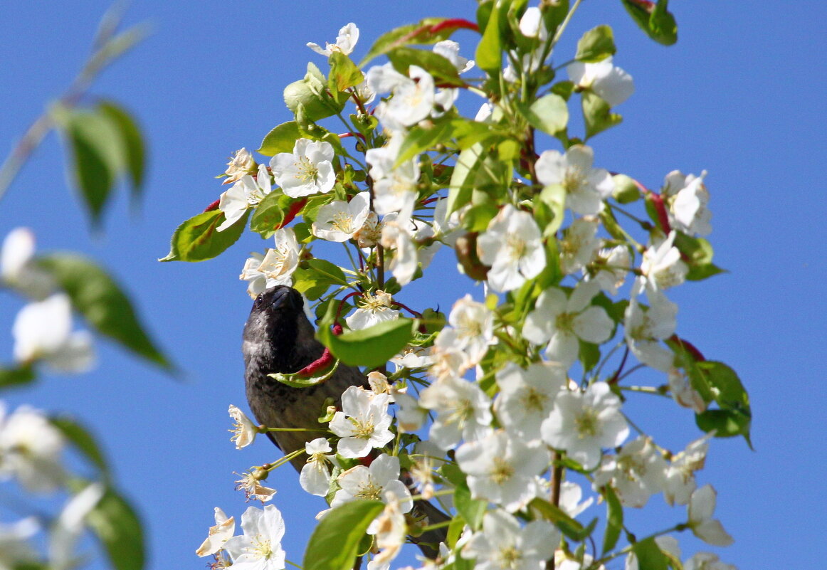 весна... - Андрей Катков