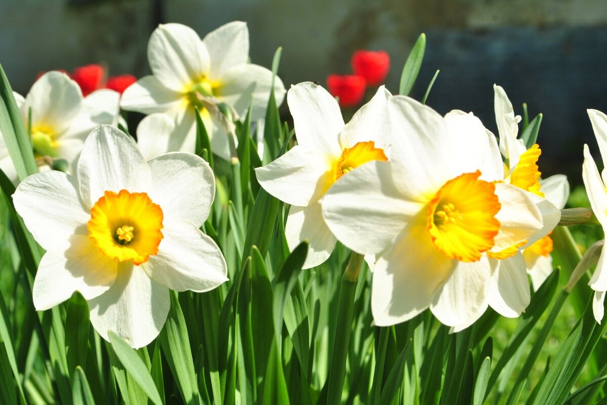 «Нарциссы цветут — значит, весна точно не передумала!» - Анастасия Логинова «Нарциссы цветут — значит, весна точно не передумала!» - Анастасия Логинова