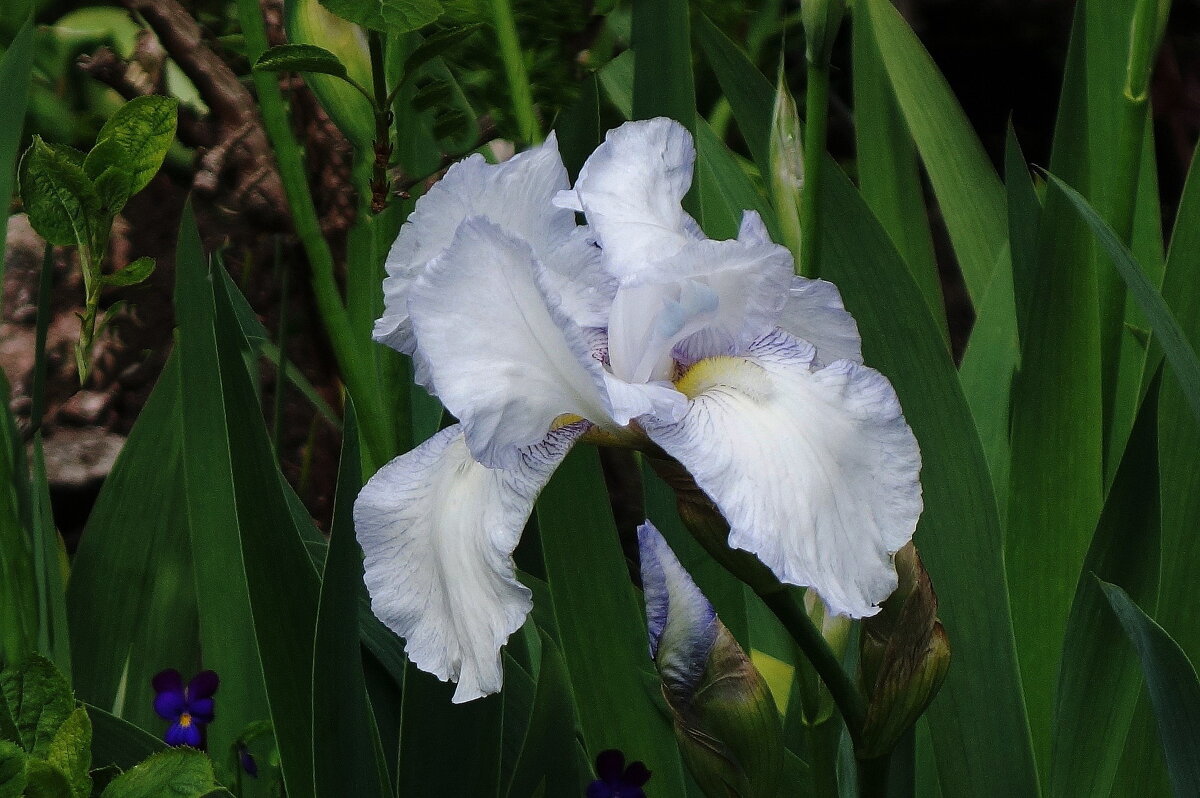 Ирис - Рита Симонова Ирис - Рита Симонова