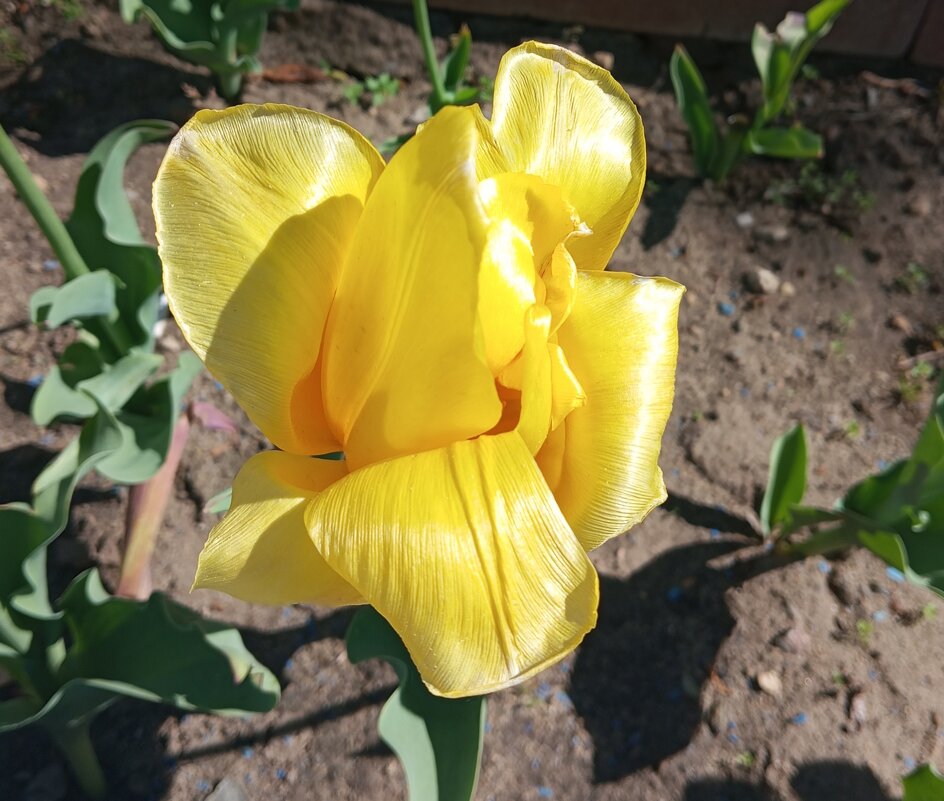 Солнечный - Елена Семигина Солнечный - Елена Семигина