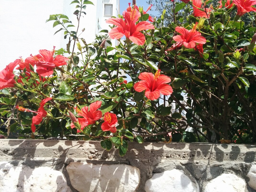 Ограда из гибискусов. - Светлана Хращевская