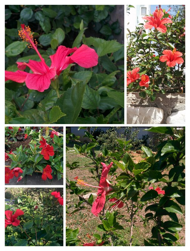 Коллаж из моих фотографий - Светлана Хращевская