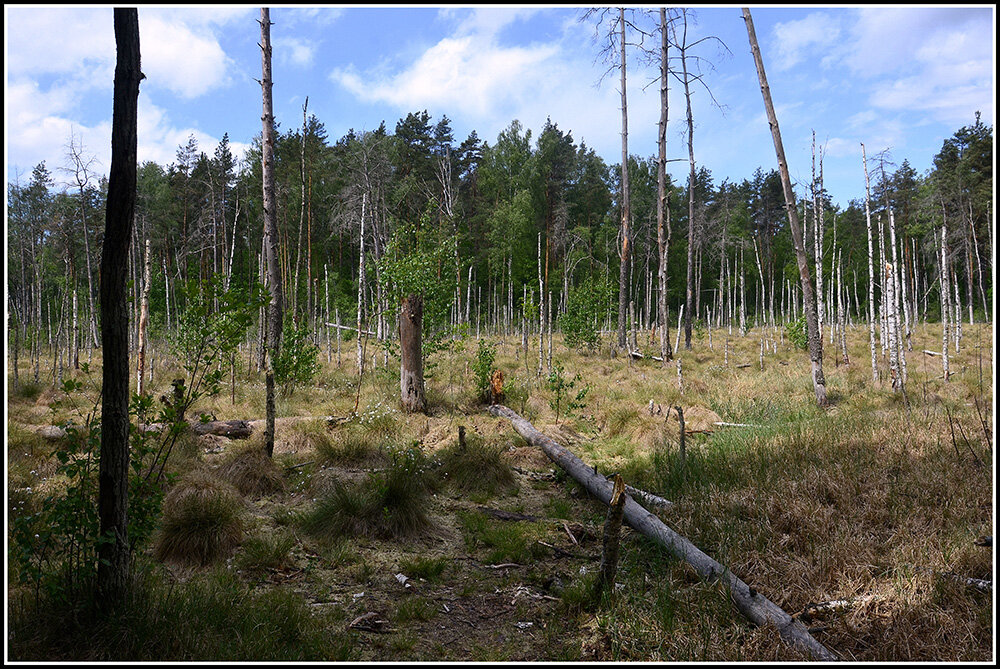 ...на болоте.. - Aleksandr Gal ...на болоте.. - Aleksandr Gal