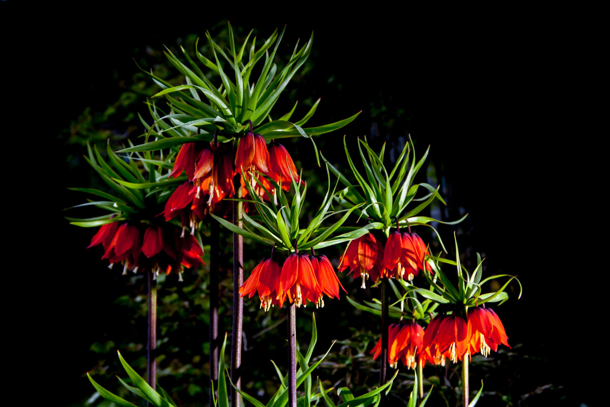 Рябчик. - Руслан Веселов