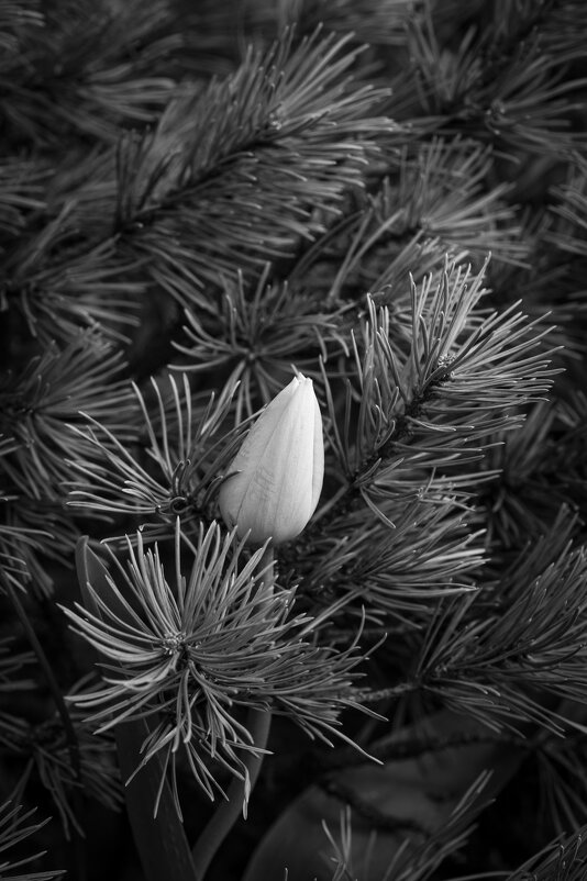 Спрятался - Николай Галкин Спрятался - Николай Галкин