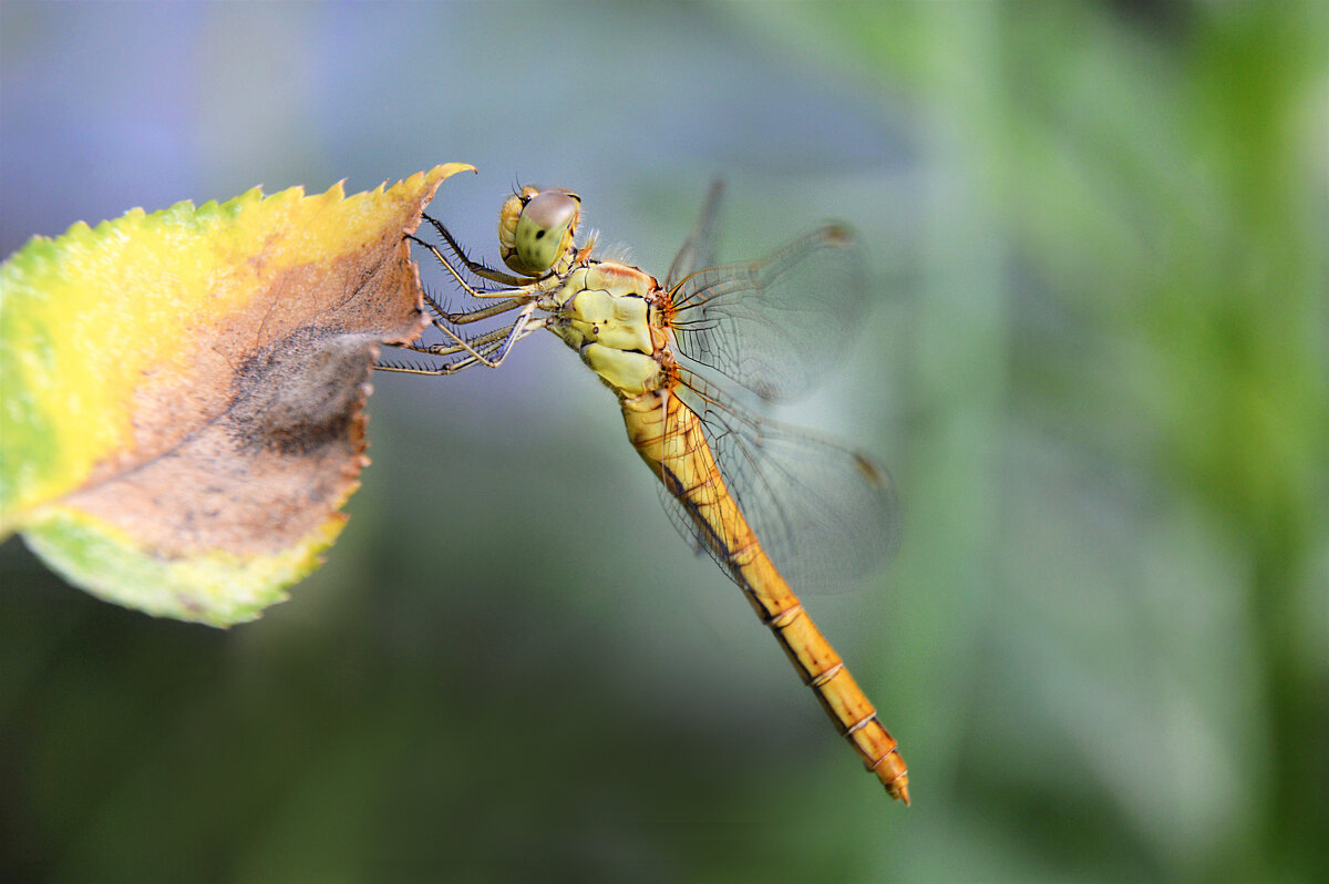 ...попрыгунья Стрекоза... - Надежда Куркина ...попрыгунья Стрекоза... - Надежда Куркина