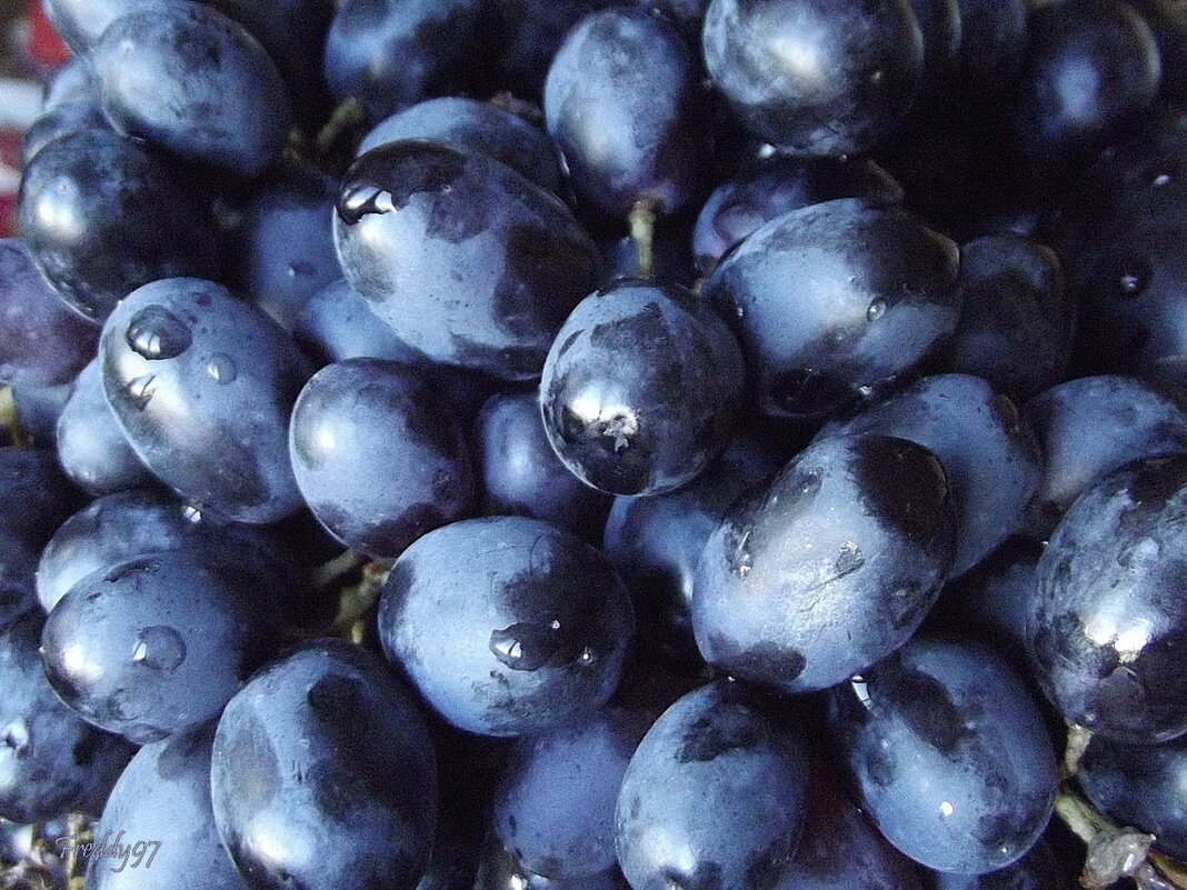 Сладкий виноград - Freddy 97 Сладкий виноград - Freddy 97