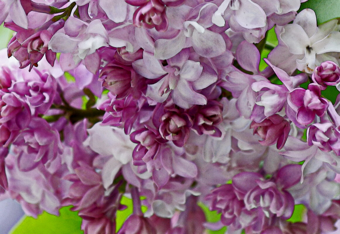 Сирень - Анастасия Смирнова