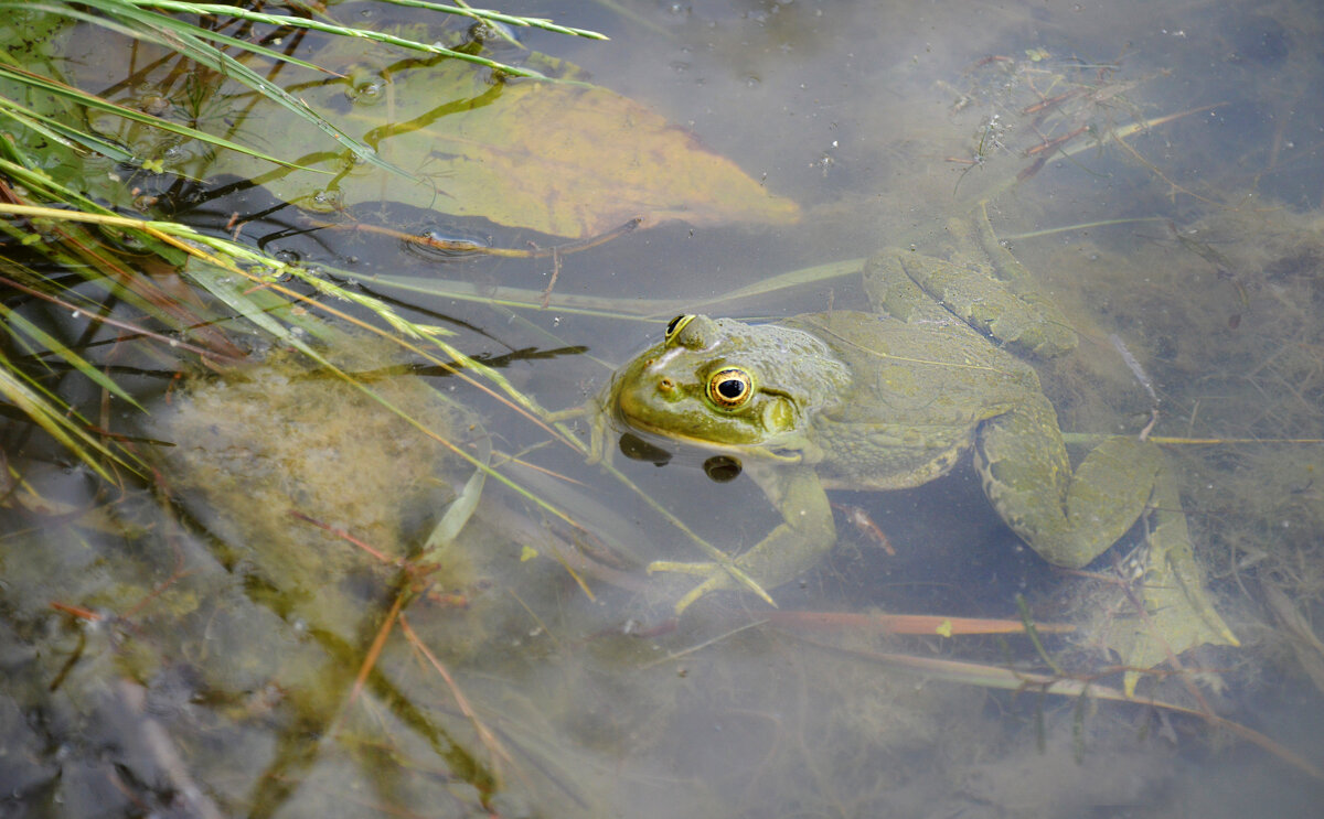 ....целый день в засаде...ждёт обеда... - Надежда Куркина 